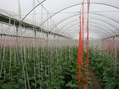 黑龍江肇源縣投資3.5億建溫室大棚有機蔬菜基地 農業投資的價值與啟示